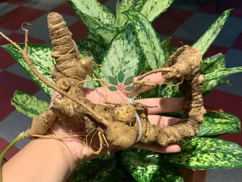 bat-ngo-voi-quy-trinh-trong-sam-ngoc-linh-tu-nhien-o-viet-nam (1)