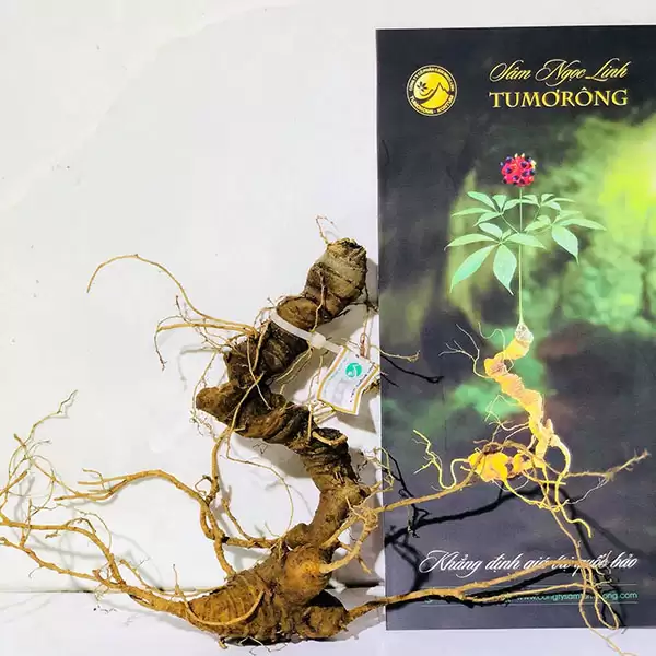 Sâm ngọc linh nguyên củ