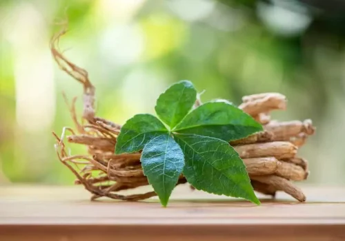 does-ginseng-grow-in-florida-2